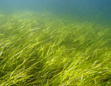 eelgrass by Christoffer Bostrom