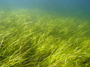 eelgrass by Christoffer Bostrom