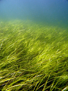 eelgrass in Finland by Christoffer Bostrom