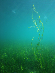 eelgrass in Norway by Frithjof Moy