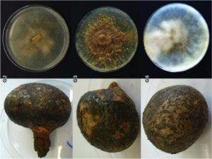 The fruiting bodies of three different isolates of Pisolithus microcarpus and their resulting pure cultures showing a diversity in growth habit and pigmentation. (Kerry Keniry)