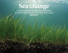 Zostera marina 021816 Nature cover