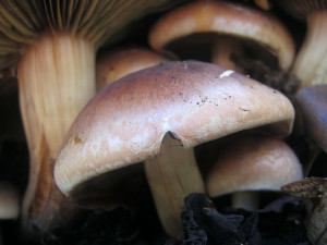 Hypholoma sublateritium is one of the proposed fungi to be sequenced as part of this project. (Gljivarsko Drustvo Nis, CC BY 2.0)