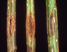 Cankers caused by the fungal tree pathogen M. populorum on poplar stems. (T.H. Filer Jr., USDA, Bugwood.org CC BY-NC-3.0)