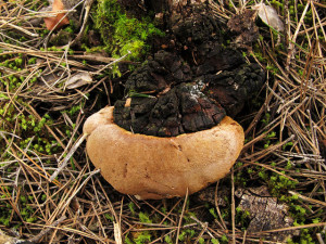 Pisolithus tinctorius, (Jacinta Iluch Valero, CC BY-SA 2.0)