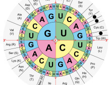 cropped amino acids table by Wikimedia