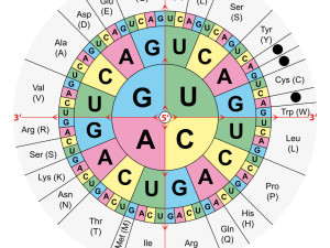cropped amino acids table by Wikimedia