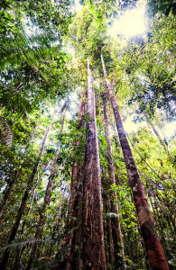 Rubber tree by Marco Simola for CIFOR, CC BY-NC 2.0