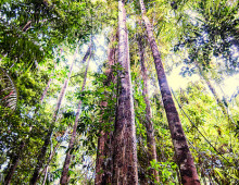 the study focused on a fungal endophyte sequenced from a rubber tree such as this. Photo: Marco Simola for CIFOR, CC BY-NC 2.0