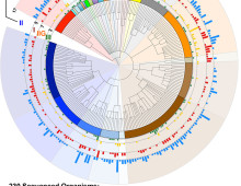 Fig 1A. Fig 1. Methylomes of 230 prokaryotes from Blow et al. Plos Gen paper