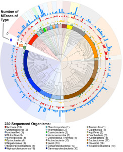 Fig 1A. Fig 1. Methylomes of 230 prokaryotes from Blow et al. Plos Gen paper