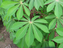 Healthy cassava plant. (Simon Prochnik, DOE JGI)