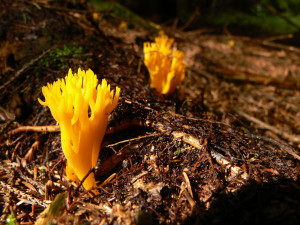 Calocera viscosa by abejorro34, Flickr CC BY-NC 2.0