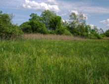 German fen with Phragmites australis by Paul Schulze, CC-BY 4.0 (https://www.flickr.com/photos/paulschulze/14351953065/)