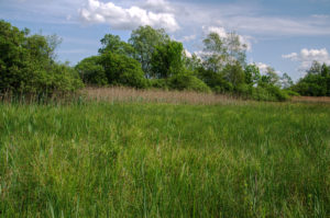 German fen with Phragmites australis by Paul Schulze, CC-BY 4.0 (https://www.flickr.com/photos/paulschulze/14351953065/)