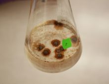 Pyrenochaeta sp. DS3sAY3a growing in liquid culture. As the fungus grows, brown-colored manganese oxides are formed. Here, the oxides can be seen associated with biomass and suspended in solution. (Carolyn Zeiner)