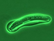 One of the genomes sequenced for this study was of the yeast Scheffersomyces stipitis. (Courtesy of Tom Jeffries, University of Wisconsin-Madison)