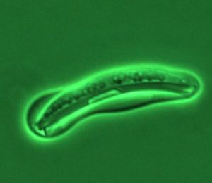 One of the genomes sequenced for this study was of the yeast Scheffersomyces stipitis. (Courtesy of Tom Jeffries, University of Wisconsin-Madison)