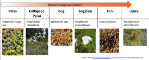 In this diagram from Virginia Rich’s proposal, the team aims to characterize extracts of the litter of the dominant plant species in each habitat. Permafrost thaw drives successional changes in the overlying plant communities, with dramatic shifts in dominant species. These in turn change the amount and composition of new carbon inputs to the soil column. (Image courtesy of Virginia Rich)