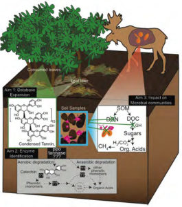 In this diagram from Kelly Wrighton’s proposal, willow leaves containing condensed tannins (CT) are eaten by moose or become part of the leaf litter, and impact the soil (pink) and rumen (orange) microbial processes. Data gathered from this study would shed light on additional enzymes, metabolites and pathways aside from CT pathways, shown in the gray box. (Image courtesy of Kelly Wrighton)