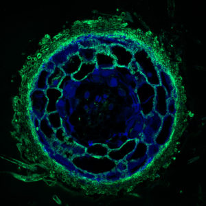 The crosscut shows the fungal tissues - the fungal mantle around the root tip and the the fungal network of tendrils that penetrates the root of plants, or Hartig Net, between Pinus sylvestris plant root cells - in green. (Image by Maira de Freitas Pereira, INRA Nancy.) 