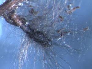 Cenococcum/Pinus sylvestris mycorrhizas showing the typical black melanized morphotype with thick, black hyphae emanating from the mantle. (Martina Peter, Swiss Federal Research Institute WSL)