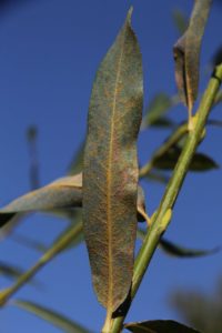 Christine Smart of Cornell University is characterizing the mechanisms of willow rust (Melampsora americana), and conducting a comparative genomic study involving M. americana and other Melampsora genomes sequenced by the DOE JGI that are known plant pathogens of poplar and other candidate bioenergy feedstocks. (Courtesy of Christine Smart)