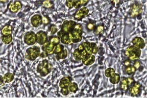 Gregory Bonito of Michigan State University will identify the mechanisms of attraction, communication, and growth-promoting activity between Mortierella, a close relative of arbuscular mycorrhizal fungi, and the DOE JGI Flagship plants. (Courtesy of Gregory Bonito)