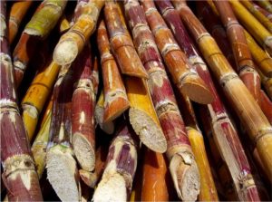 Karen Aitken of Australia’s national science agency CSIRO is focused on producing the first genome assembly of a cultivated sugarcane plant. (CC BY-SA 2.0 Wikipedia)
