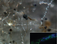 Hyphae and asexual sporangia of Rhizopus microsporus (photo by Stephen Mondo). Inset shows a hypha with YFP-labeled Burkholderia endobacteria in green and DAPI-stained fungal nuclei in blue; scale bar, 5 um (photo by Olga Lastovetsky)