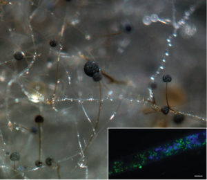 Hyphae and asexual sporangia of Rhizopus microsporus (photo by Stephen Mondo). Inset shows a hypha with YFP-labeled Burkholderia endobacteria in green and DAPI-stained fungal nuclei in blue; scale bar, 5 um (photo by Olga Lastovetsky)