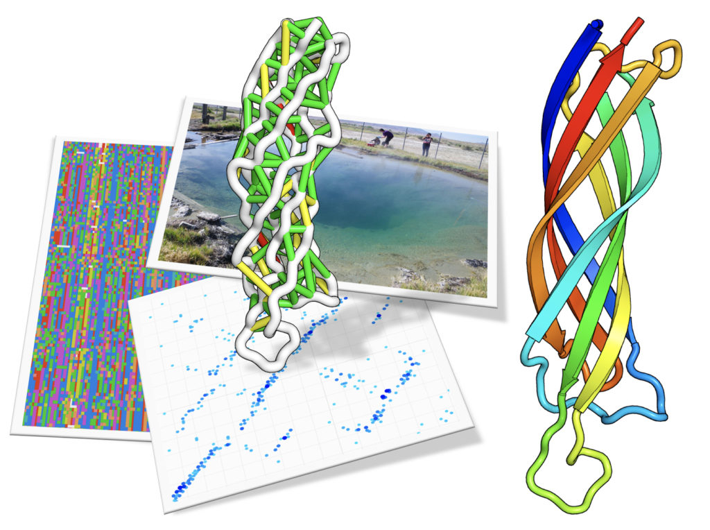 From sample to structure. Top: Researchers gathering samples from Great Boiling Spring in Nevada. Left: a snapshot of aligned metagenomic sequences. Each row is a different sequence (the different colors are the different amino acid groups). Each position (or column) is compared to all other positions to detect patterns of co-evolution. Bottom: the strength of the top co-evolving residues is shown as blue dots, these are also shown as colored lines on the structure above. The goal is to make a structure that makes as many of these contacts as possible. Right: a cartoon of the protein structure predicted. The protein domain shown is from Pfam DUF3794, this domain is part of a Spore coat assembly protein SafA. (Image of Great Boiling Spring by Brian Hedlund, UNLV. Protein structure and composite image by Sergey Ovchinnikov, UW)