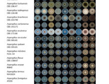 Comparative growth of aspergilli. (Ad Wiebenga & Ronald de Vries, Westerdijk Fungal Biodiversity Institute, Utrecht, The Netherlands)