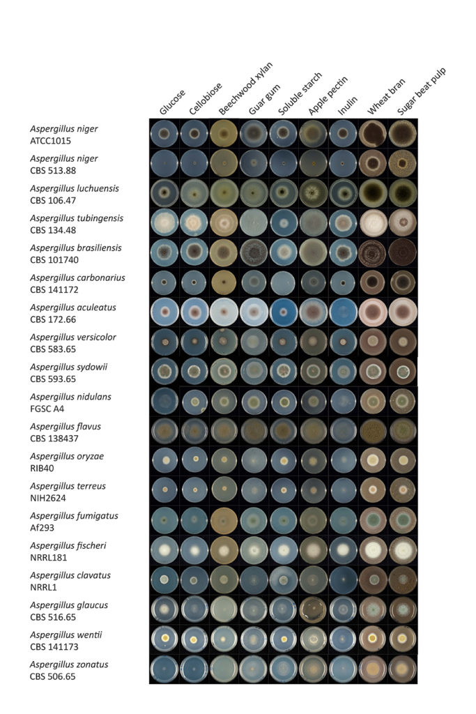 Comparative growth of aspergilli. (Ad Wiebenga & Ronald de Vries, Westerdijk Fungal Biodiversity Institute, Utrecht, The Netherlands)