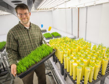 John Vogel with Brachypodium plants at the DOE JGI. (Roy Kaltschmidt, Berkeley Lab)