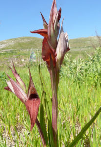 Researchers investigated Tulasnella calospora as both a free-living mycelium and in symbiosis with the photosynthetic orchid long-lipped serapias. (Ziegler175, Wikimedia Commons, CC BY-SA 3.0)