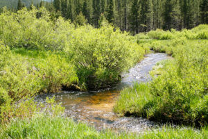 Creek-side habitat near Lost Trail Pass ski resort in Montana. (Tom Mitchell-Olds)