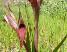 Researchers investigated Tulasnella calospora as both a free-living mycelium and in symbiosis with the photosynthetic orchid long-lipped serapias. (Ziegler175, Wikimedia Commons, CC BY-SA 3.0)