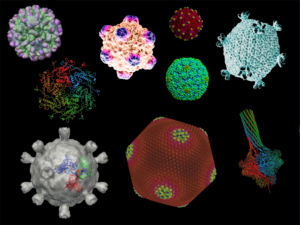Examples of virion structures. Pictures modified from ViperDB (http://viperdb.scripps.edu/) and RCSB (http://www.rcsb.org).