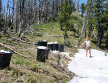 For this study, researchers planted a test population in a mountain-top meadow near the Lost Trail Pass ski resort in the mountains of Montana. To water these transplants, they lugged nine empty garbage cans up the mountain and filled them with snow to water the plants throughout the summer. (Tom Mitchell-Olds)