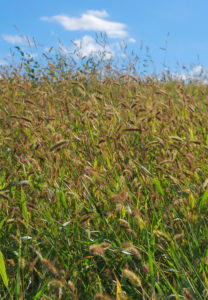 Field of Setaria viridis growing in western Nebraska. In the current issue of Nature Plants Huang and colleagues use Setaria viridis to identify the inflorescence mutant, sparse panicle 1. A mutation in the maize ortholog conditions a very similar panicle defect, demonstrating the utility of S. viridis for gene discovery in the panicoids. (Pu Huang)