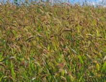 Field of Setaria viridis growing in western Nebraska. In the current issue of Nature Plants Huang and colleagues use Setaria viridis to identify the inflorescence mutant, sparse panicle 1. A mutation in the maize ortholog conditions a very similar panicle defect, demonstrating the utility of S. viridis for gene discovery in the panicoids. (Pu Huang)