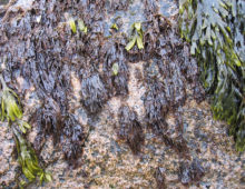 Porphyra umbilicalis (laver) attains high biomass despite the high levels of stress in its habitat in the upper intertidal zone of the North Atlantic, as shown here at low tide at Sand Beach, Acadia National Park, Maine. (Susan Brawley)