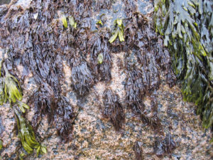 Porphyra umbilicalis (laver) attains high biomass despite the high levels of stress in its habitat in the upper intertidal zone of the North Atlantic, as shown here at low tide at Sand Beach, Acadia National Park, Maine. (Susan Brawley)
