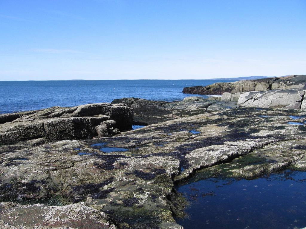 Scattered dark patches of Porphyra umbilicalis in the upper intertidal zone at Schoodic Point (Maine), on a calm, sunny day that will expose this ubiquitous North Atlantic red alga to high light and drying stresses. (Susan Brawley)