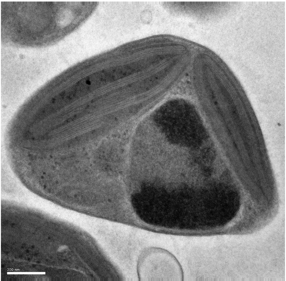 TEM image of O. tauri strain RCC4221. Credit: Herve Moreau