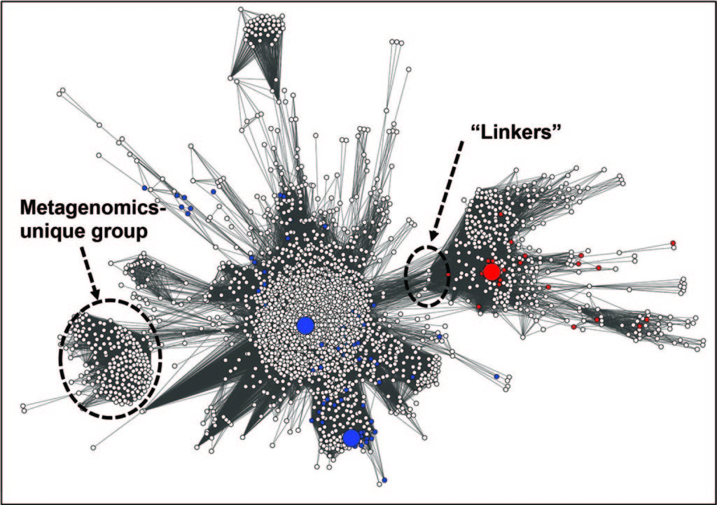 A sequence similarity network of a family of enzymes from the nitroreductase superfamily (some nitroreductases can reduce TNT, a significant soil contaminant). Nodes represent enzyme sequences, while edges represent pairwise similarities more significant than 1e-42 (BLAST E-value). Red and blue nodes represent enzymes found in public sequence databases and belong to two sub-families, and white nodes represent sequences found only in the JGI’s metagenomic database (IMG/M). Large nodes represent experimentally-characterized enzymes of diverse functions. Notably, a significant expansion of the sequence space is observed (from 300 enzymes to >10,000), revealing a new potential group of enzymes found only in the IMG/M. “Linkers” that are also unique to metagenomes, display sequence similarity to experimentally-characterized enzymes of diverse functions, ND serve as attractive targets for synthesis and biochemical assays for intermediate function. (Eyal Akiva and Patsy Babbitt)