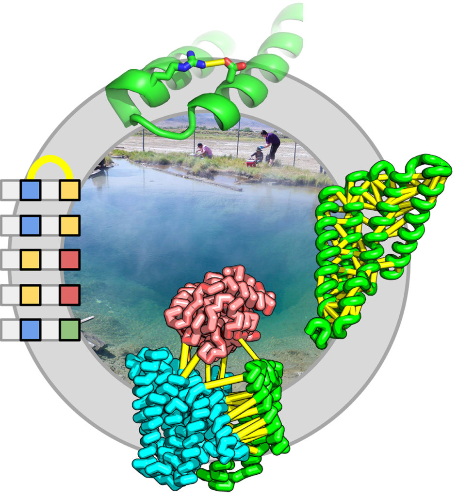 From samples to protein structures and complexes. Center: Researchers gathering samples from Great Boiling Spring in Nevada (Image of Great Boiling Spring by Brian Hedlund, UNLV.). Left:  A cartoon of aligned metagenomic sequences. Each row is a different sequence. Each position is compared to all other positions to detect patterns of co-evolution, to predict contacts (yellow line). Top: A contact between two amino acids. Right: Contacts within a protein. Bottom: Contacts between proteins. (Protein structure and composite image by Sergey Ovchinnikov, UW)