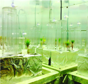 Photograph of ecosystem microcosms. Gas sampling chambers insert into growth chambers via a rubber gasket, allowing sampling of CO2 respiration and 13C-CO2 from soils, allowing partitioning of CO2 source (i.e. derived from sap- rotrophic decomposition of soil C vs. root and mycorrhizal respiration of recent photosynthate).