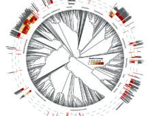 Phylogenetic diversity of metagenome assembled genomes (MAGs) from the Canada Basin and Beaufort Sea